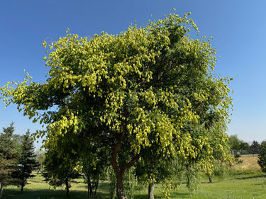 10 GOLDEN RAIN TREE Goldenrain Koelreuteria Paniculata Yellow Flower Seeds